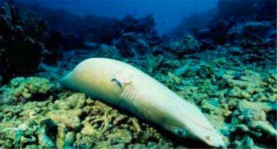 鲨鱼被割了鱼翅之后还能在海洋里生存下去吗？这里告诉你答案！