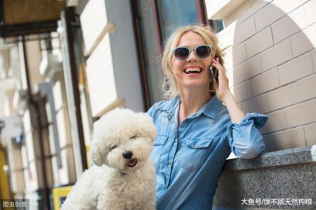 比熊犬别的技能可以不会，但这4项，一定要学会