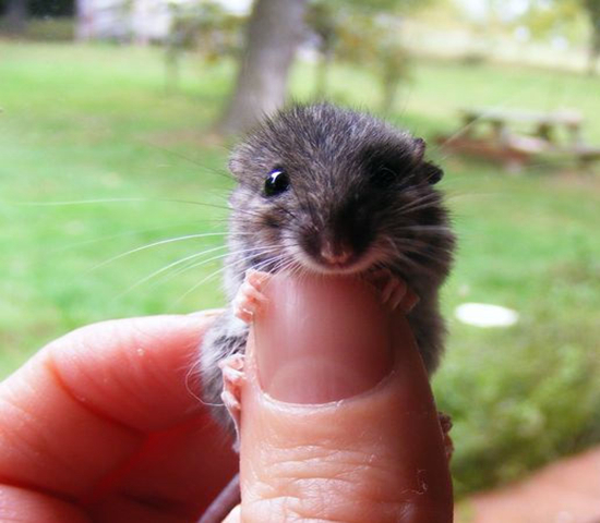 仓鼠骨折难预防？不想事后心累，全靠这4项措施来防范