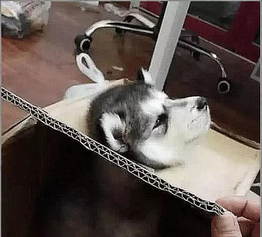 男子网购哈士奇，隔天到了拆箱，二哈一脸忧郁：我快挂了知道不