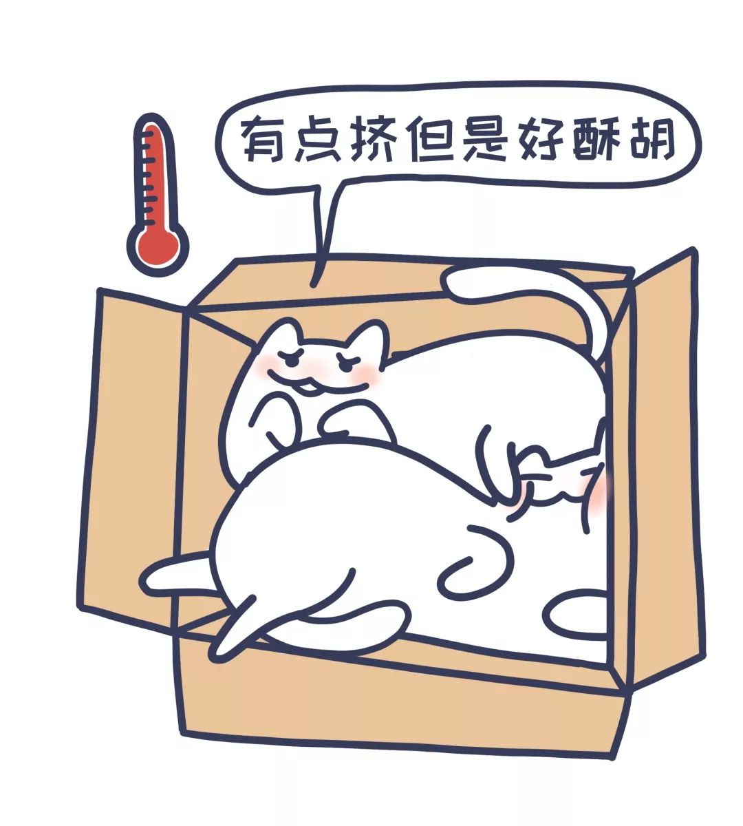 猫为什么对纸箱如此着迷？