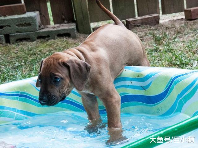 狗狗也有怕水狗，有些狗连洗澡都怕，切忌直接把狗扔下水
