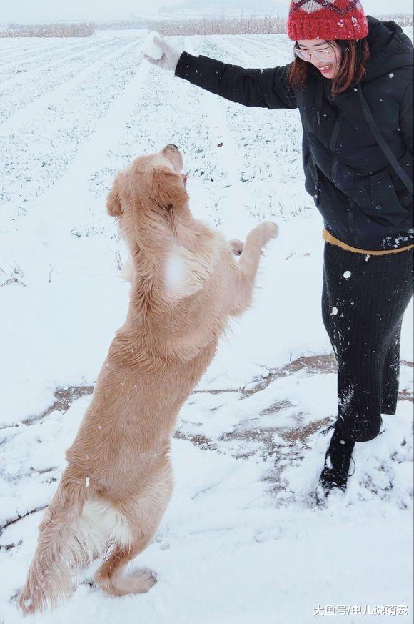 网友带金毛出去玩儿雪，金毛把网友给扑倒后它转身跑了！