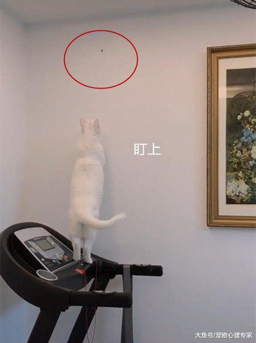 猫咪跳到跑步机上，女子看了眼墙上默默拿出手机：好戏开始