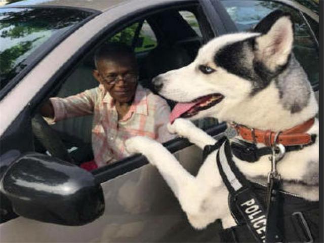 禿頂二哈逆襲當警犬，不僅沒拆家，還成為了＂絕頂聰明＂公務員！