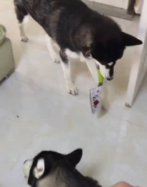 二哈咬破主人的手毫不知错，它媳妇直接叼来这个，主人无语了！