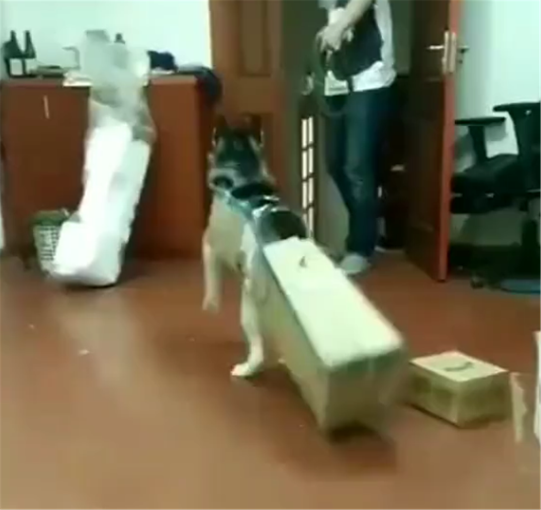 二哈穿紙箱，狗：你們封住了我放蕩的身體，但封不住我不羈的靈魂