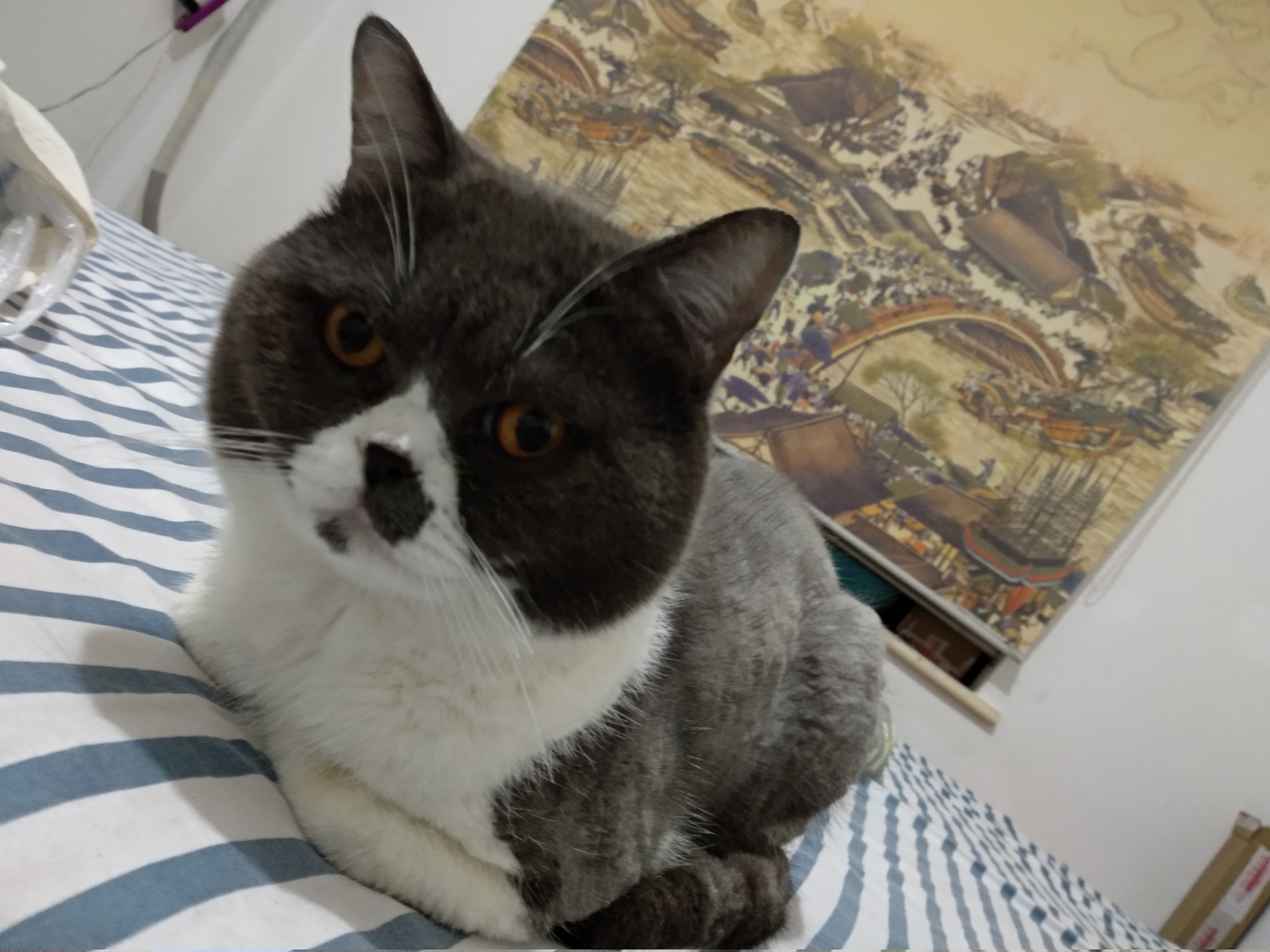 猫咪“揣手手”吹空调被主人打扰，张开嘴不舍得下口，太暖心了