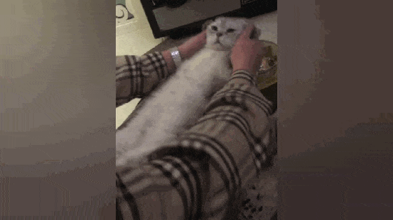 猫咪太肥, 主人帮猫咪做仰卧起坐, 猫: 再练就有八块腹肌了……