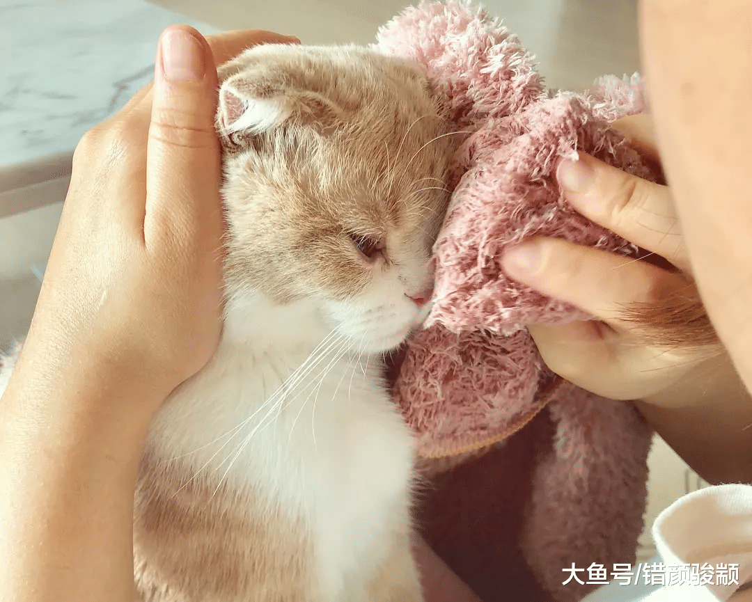 主人回家发现猫咪眼神很“忧伤”，凑近一看，居然不厚道地笑了？