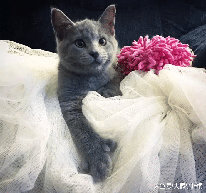 女子捡到5只小猫，2只多指小猫无人收养，却给女子带来很多乐趣