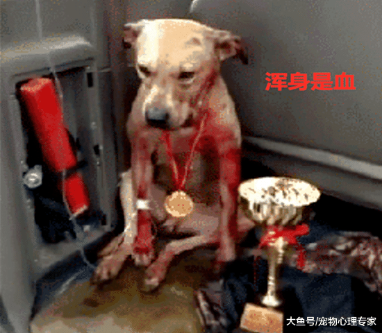 狗狗参加比赛，用满身鲜血换来冠军：人在笑，狗在叫
