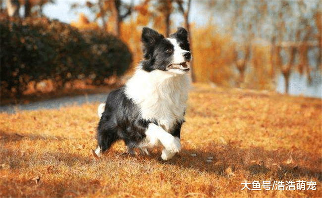 只要按下面5個步驟來，狗狗會乖乖的呆在籠子里，絕不會大吵大鬧