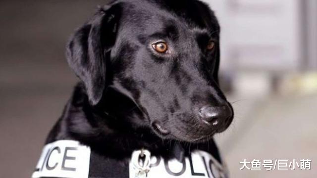 狗狗生活的4大压力，全都因为主人，压力过大肯定会生病