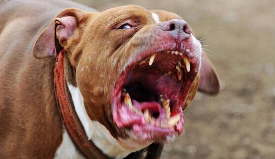 世界上最厉害的狗在中国！普通人不敢惹，藏獒见了靠边站着不敢动