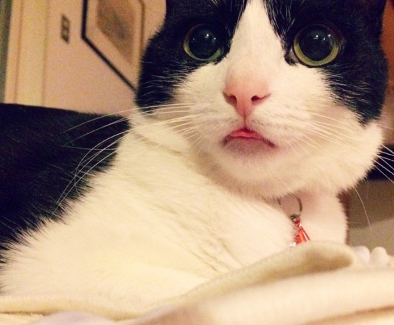 辟谣，猫咪吐舌头可不是散热哦，这很有可能是疾病信号