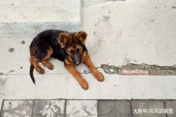 同一窝德牧，饲养方式不同，区别还是挺明显，散养确实更好