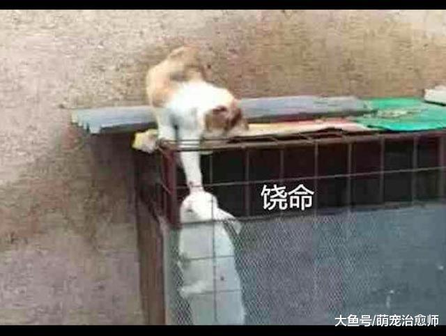 猫咪站在笼子上去抓兔子的头, 却怎么也拎不起来, 兔子: 要窒息了