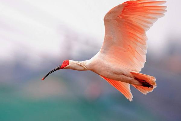 中国10大濒危物种，白鳍豚和华南虎上榜，你知道几个？