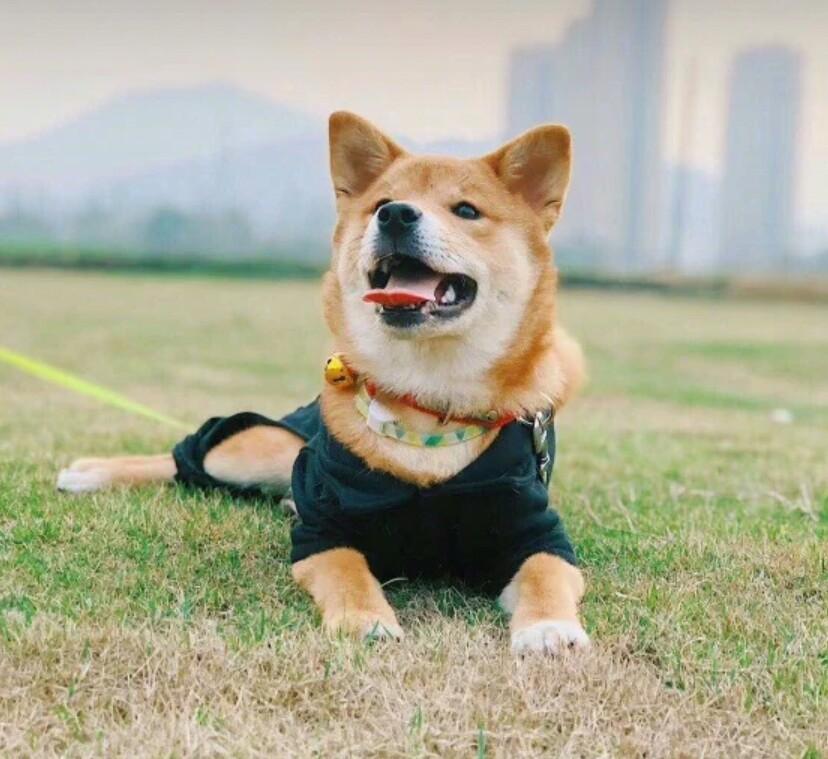 刚到家的狗子，如何让它们记住自己名字，让铲屎官呼之则来