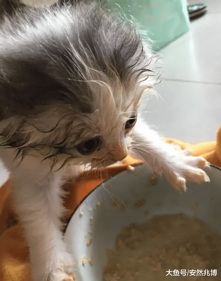 网友以为捡了只高颜值奶猫，结果才吃完第一餐就“原形毕露”了？