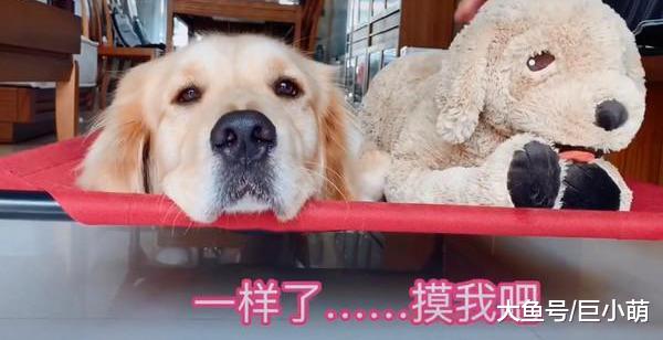 金毛超妒忌主人摸玩偶，不断用眼神暗示，主人一走立刻往死里咬