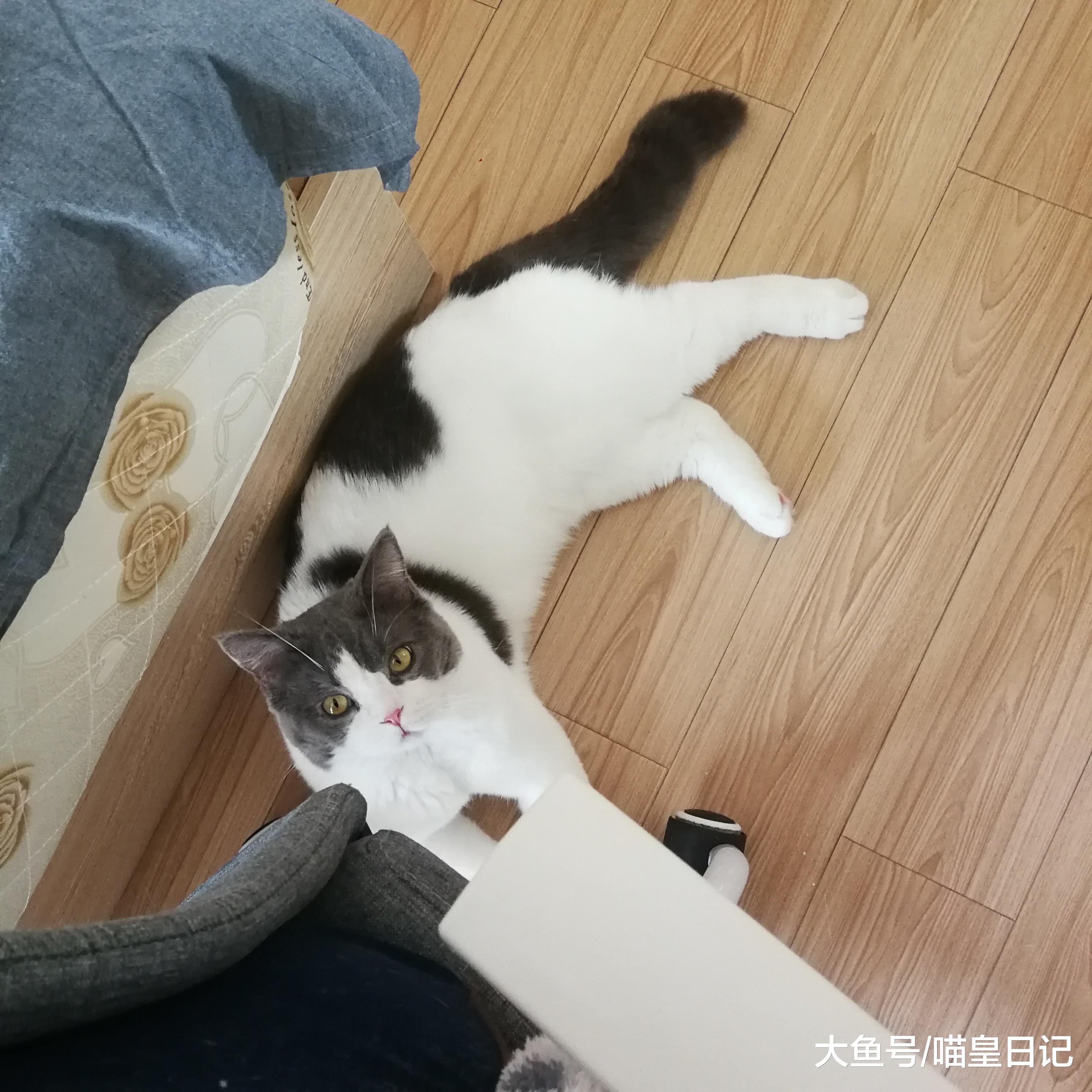 又到换毛期，教你正确安全地给喵星人梳毛，手法和工具都很重要