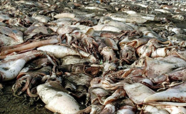 数以万记“红色恶魔”集体死亡，渔民高兴坏了