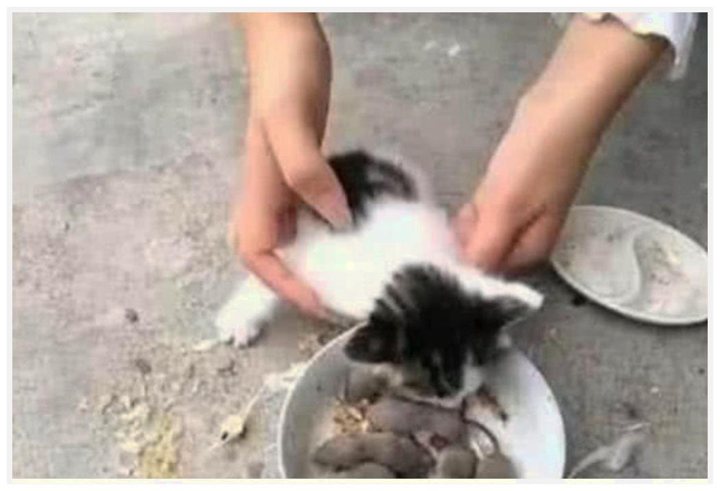 猫咪挑食, 主人给它弄了盘活老鼠, 说是: 女孩要富养