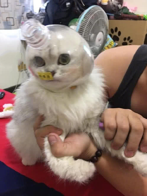 女子下班回家推门一看，发现猫咪被困住了，给猫咪剪指甲至于这样吗