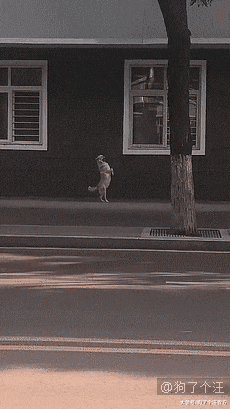 准备给狗接生，一检查全家都怒了