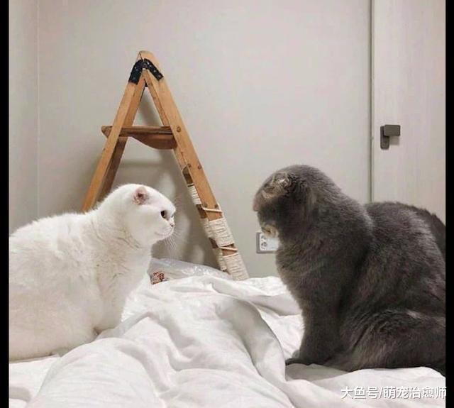 灰貓出去玩回來晚了，白貓對它又吼又打的：說，你到哪鬼混去了！