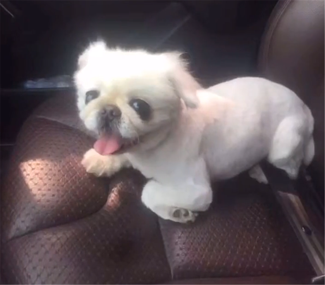 主人生病，狗子把藏的鸡胸肉叼给主人，狗：把肉吃了病就好了……