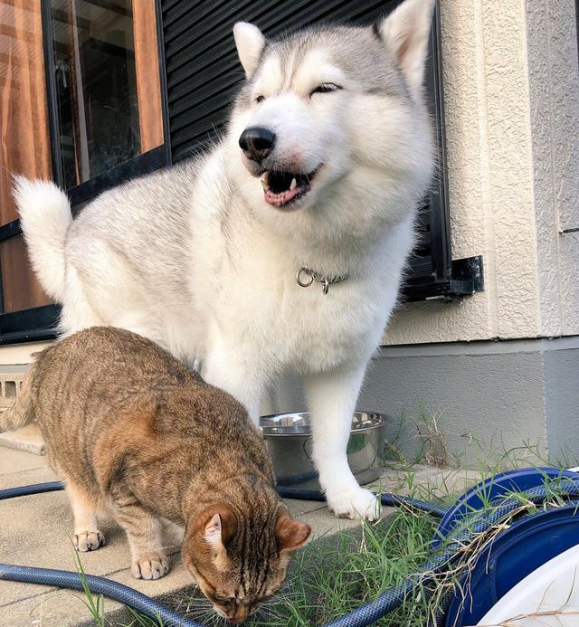 狸花猫拉着二哈花坛吃草，看到猫咪良好食欲，狗狗脸上满是怀疑
