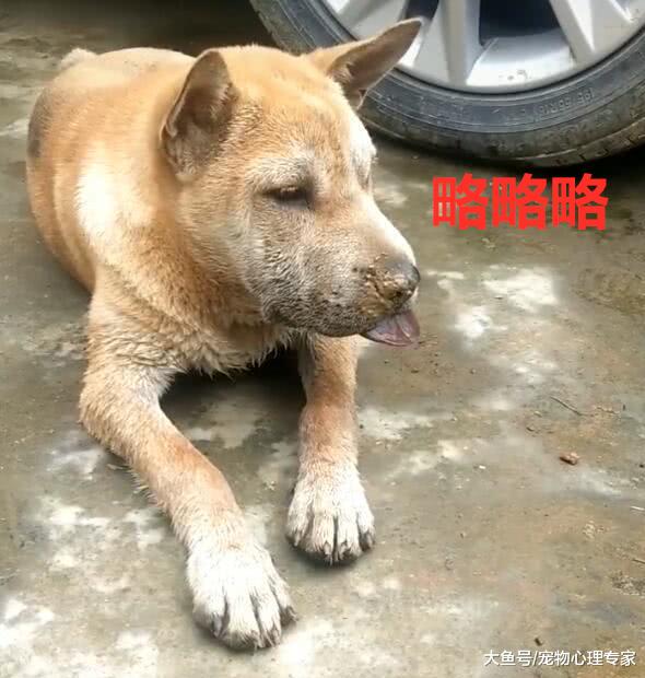 狗狗吐着舌头扮鬼脸，男子本觉得很滑稽，仔细一看却笑不出来