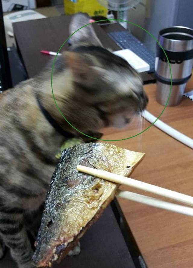 主人特意为猫咪煮了一份鱼，可猫咪尝了一口后，表情绝了