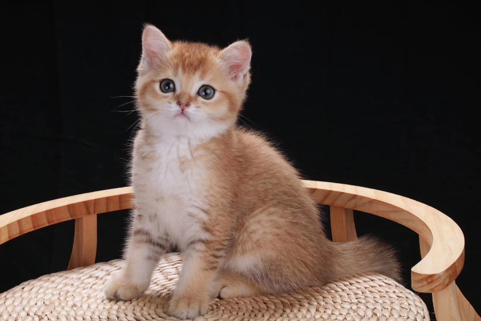 胖成球的小奶猫来袭！太可爱了萌得肝颤，这小眼神简直……