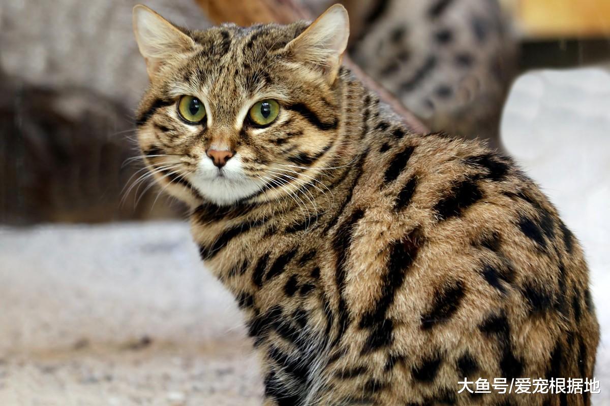 世界上最致命的猫科动物黑足猫，明明可以靠脸吃饭，偏要靠实力！