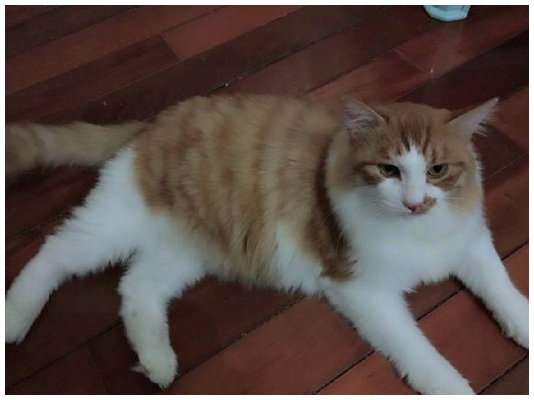 女孩高兴收养流浪猫, 照顾一年后送去体检, 医生夸她心灵手巧
