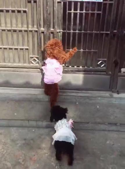 这几个小贼狗分工合作，团结默契，开门关门流水作业呀！