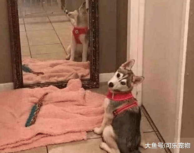 主人给哈士奇照镜子，结果二哈懵圈了：这里面是谁？快出来单挑！