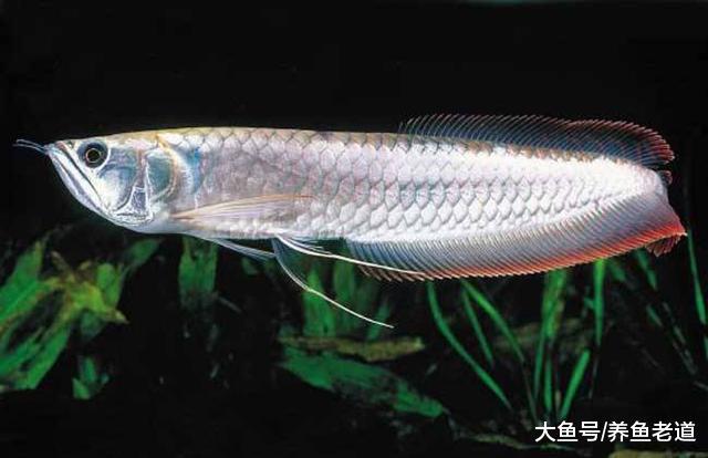 治疗观赏鱼的肠炎病, 必须浸泡结合口服方法才能见效!