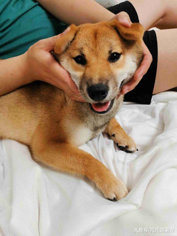 网友带柴犬出去吃饭，它对人家态度很不好，狗：看什么看？