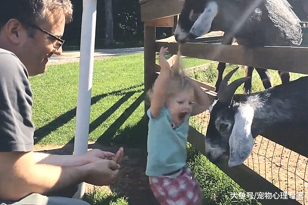 爸爸带女儿户外游玩，第一次尝试喂山羊，却惨遭山羊“毒手”