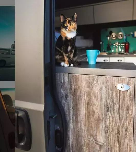 流浪猫私自闯上车被赶出，最后居然搭上顺风车，环游全欧洲