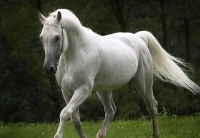 心理测试：凭眼缘选一只马，测出你目前的生活状态是怎样的