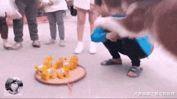 網友帶阿拉逛集市，玩具狗對著它叫，接著阿拉把主人逗樂了