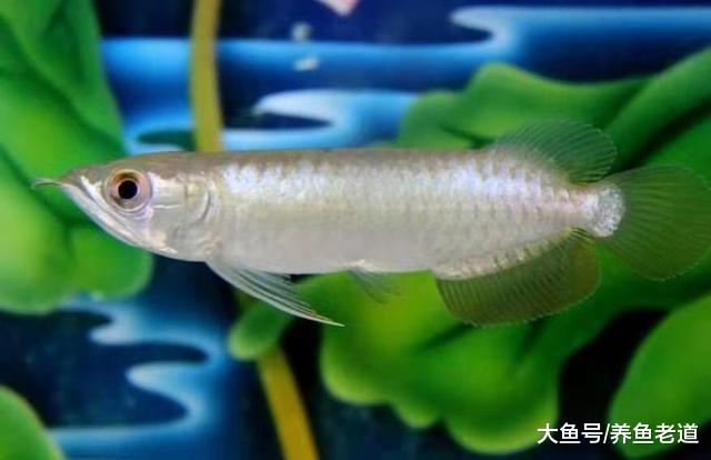 怎么饲养观赏鱼是我们自己的事，做好以下工作无需别人指指点点