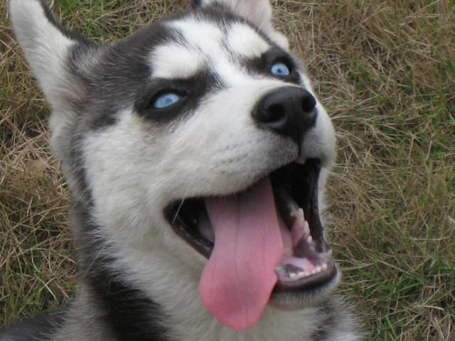 饲养幼犬的“5大忌”，特别是新手，学会了能让你少走很多弯路