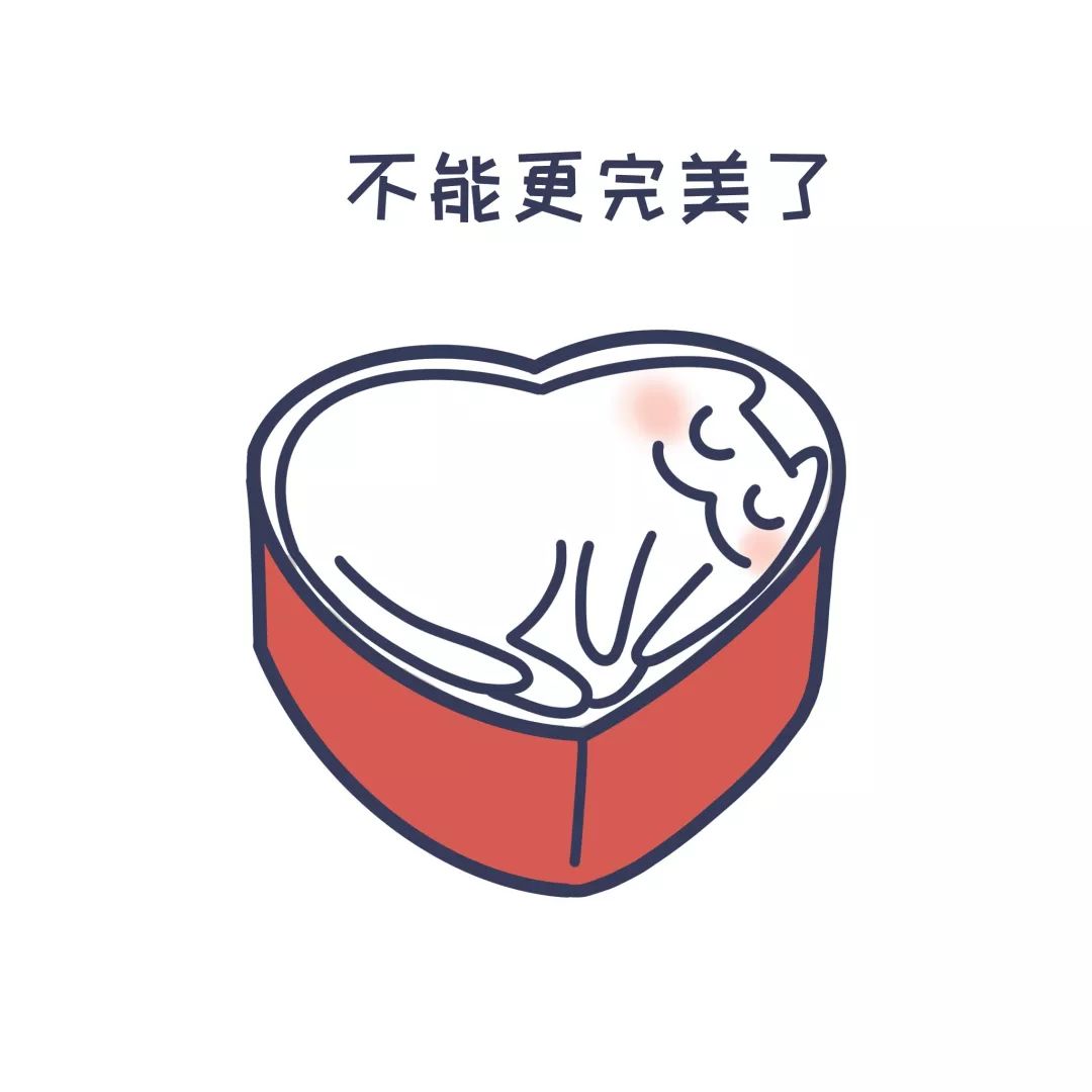 猫为什么对纸箱如此着迷？